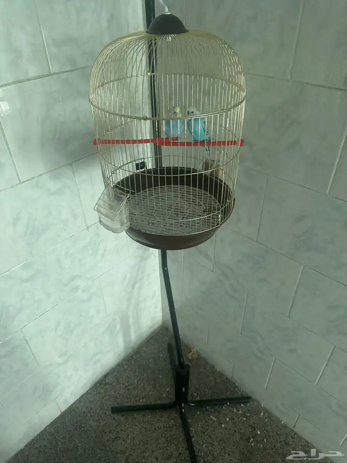 طيور حب للببع 1