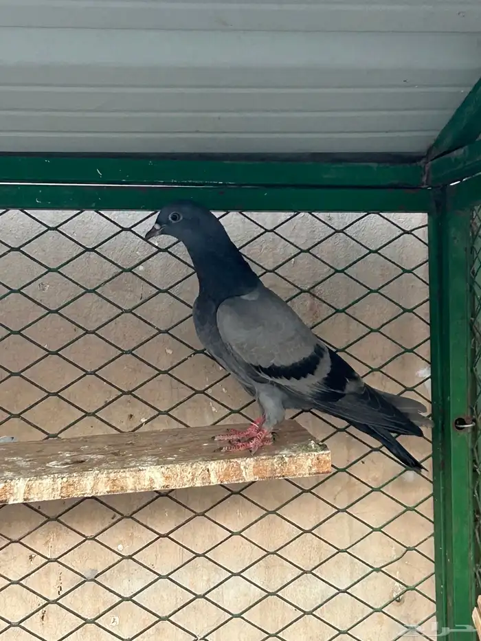 للبيع حرميات زينه ومطير وكل إخوان 0