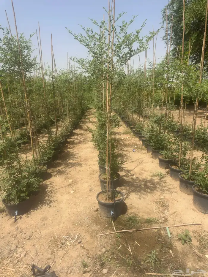 بنسيانا احجام كبيرة  ياسمين هندي  جوافة تايلندي  وسدر  وتين 15