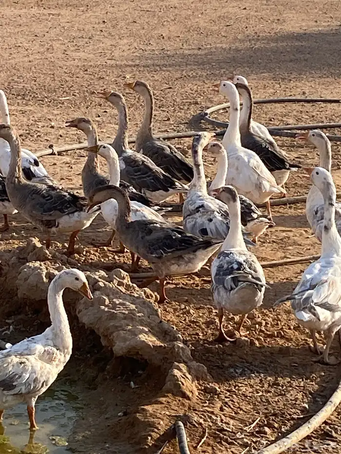 عروض على طيور منوعه 1