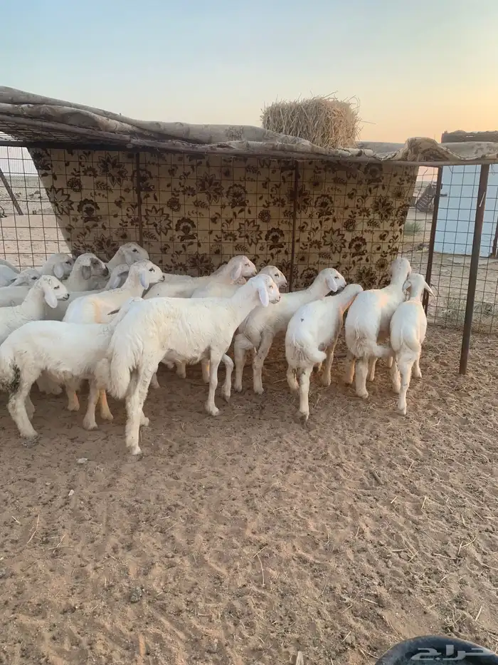 خرفان حري العدد24 0