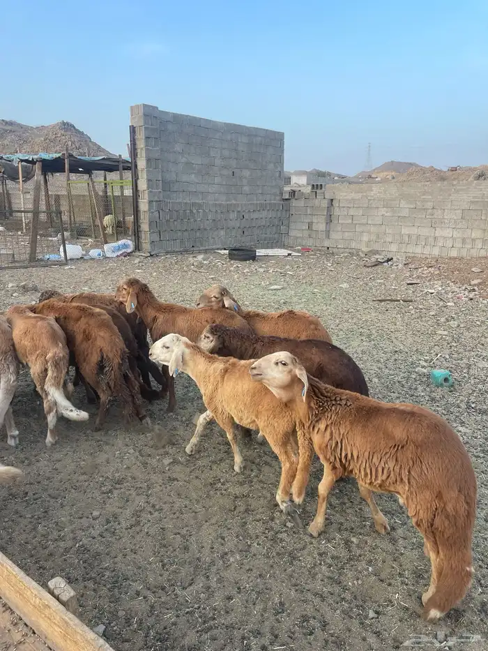 سواكني حمري 0
