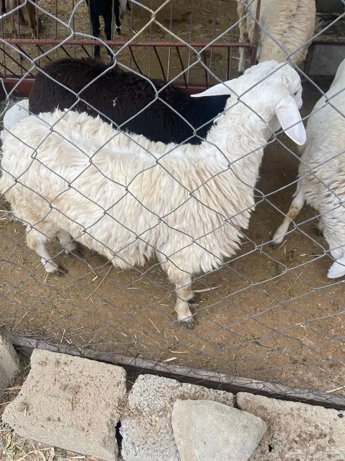 خرفان نظيفه سمينه 3