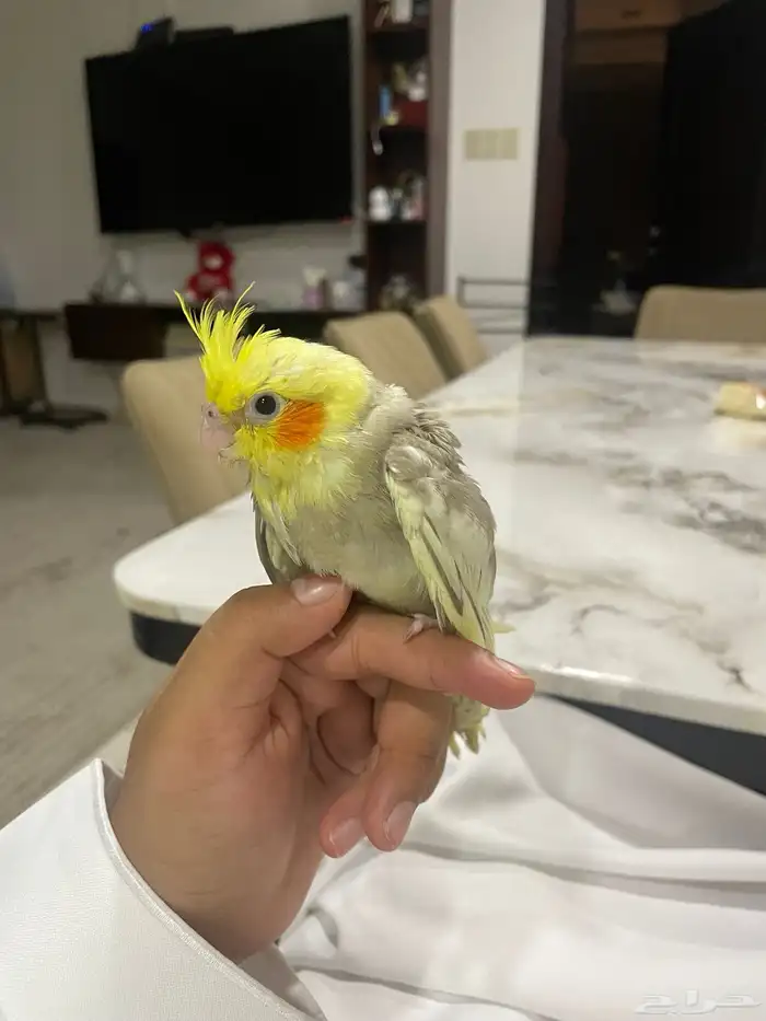 طير فرخ كروان 2