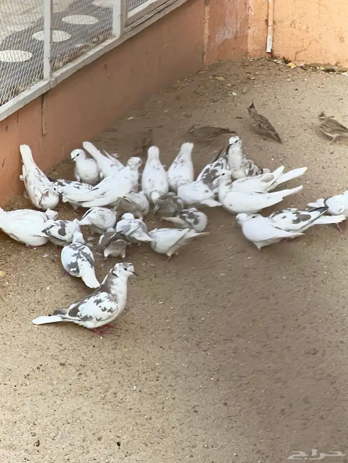 قماري للبيع في بيشة 9