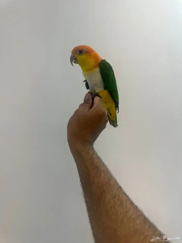 فرخ كايك وايت بلي 1