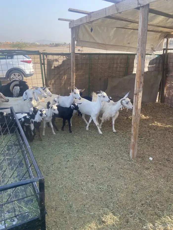 مع ا خلفات صغار تم البيع 2