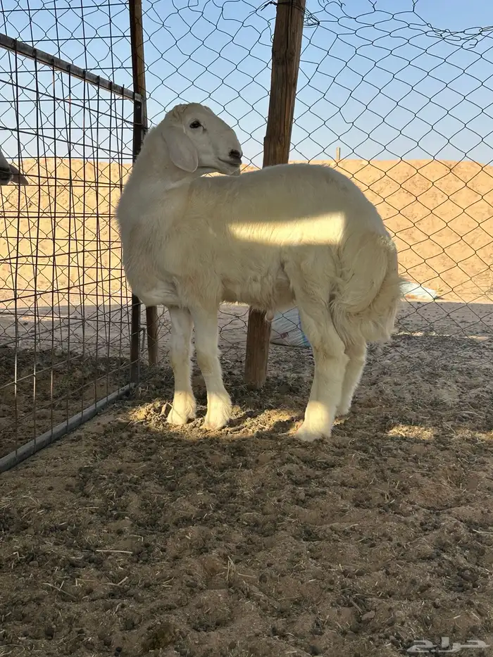 خروف حري مشروع فحل 0