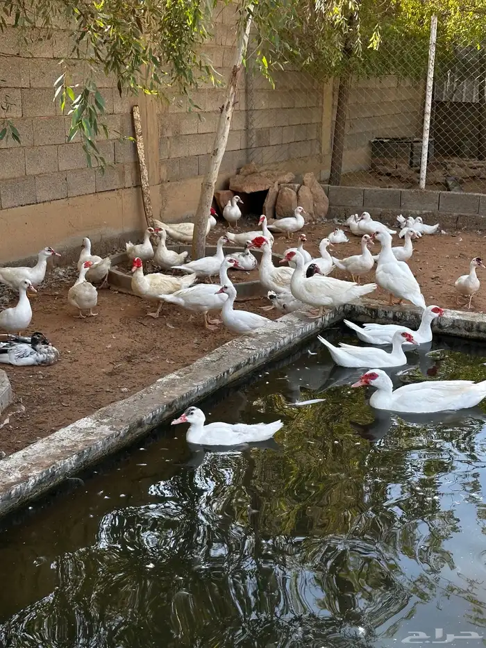 بط مسكوفي لون مميز 1