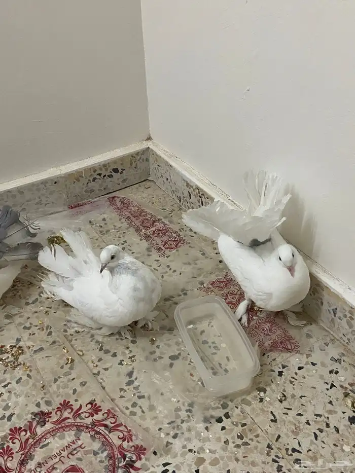 للبيع حمام زينه 3