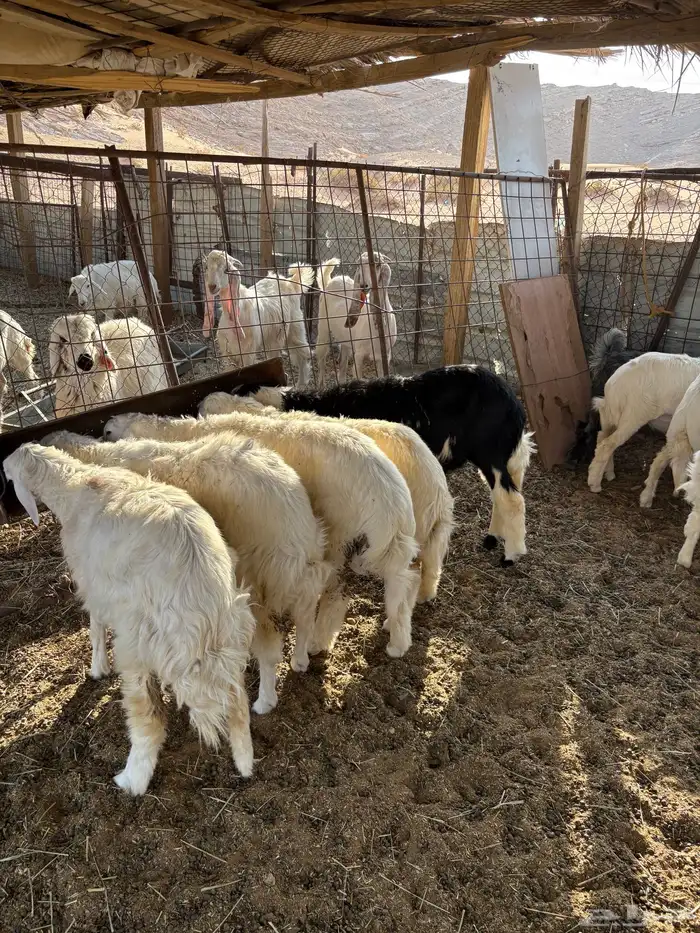 طلين حريات 3