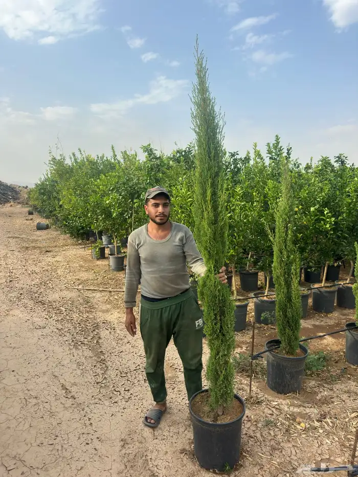 جميع انواع الأشجار متوفرة بالجملة   تأسس مشاتل  حدايق خاص 38