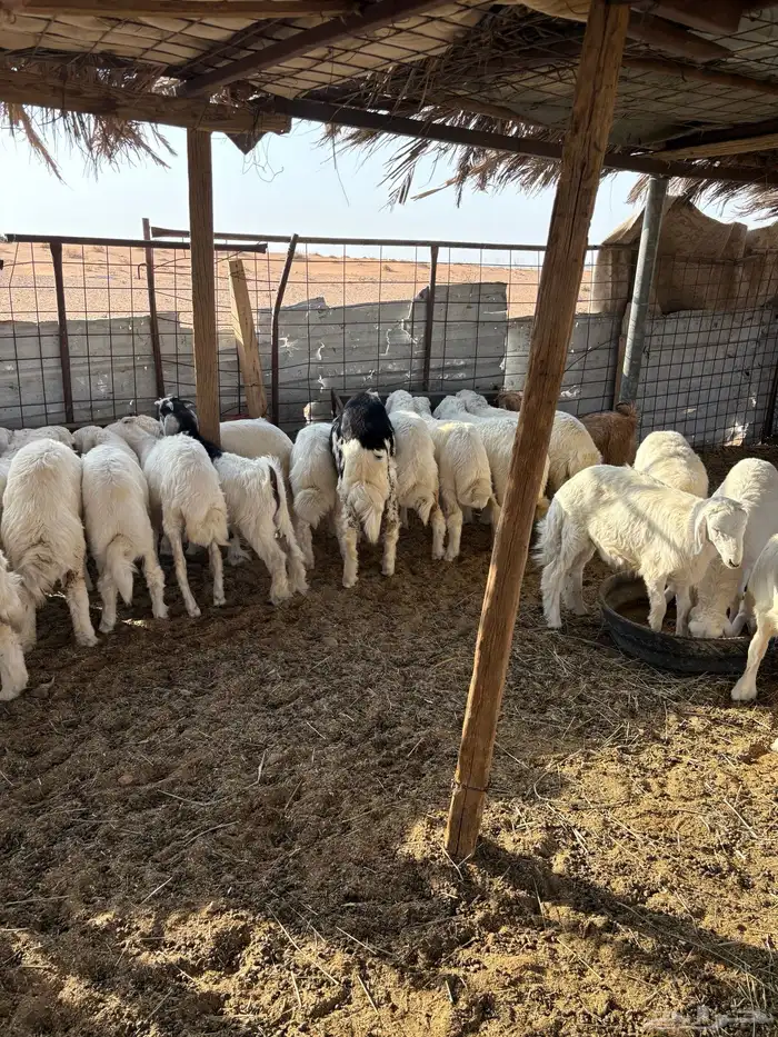 طلين حريات 1