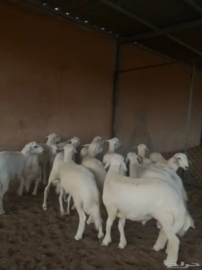 طليان حريات فاخره 0