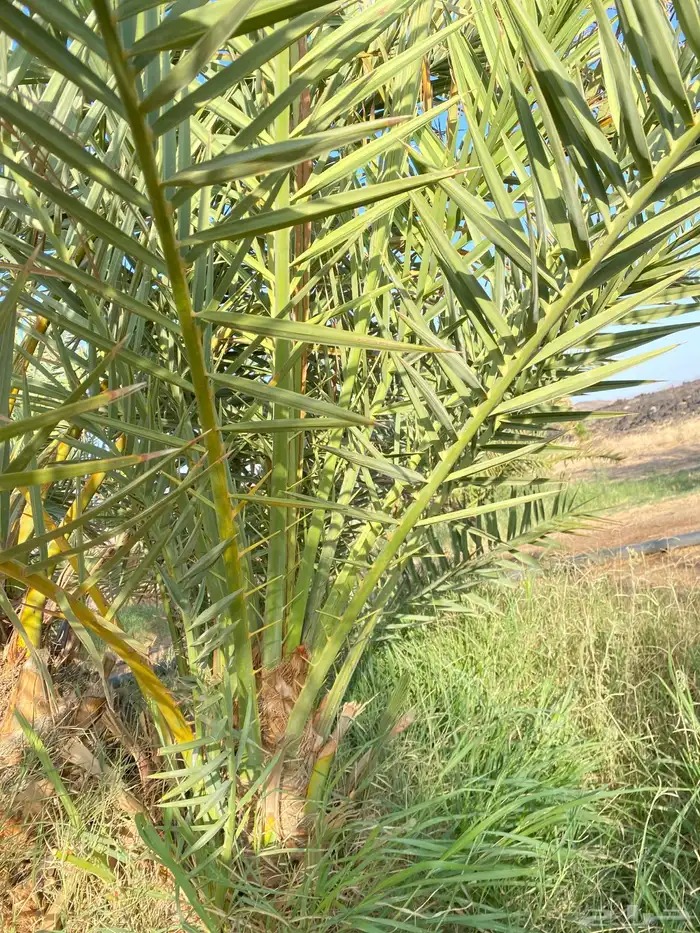 اصناء كعيمر وبرني للبيع 0