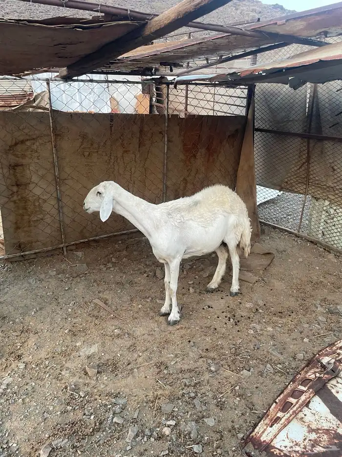 عنز ونعجه 6