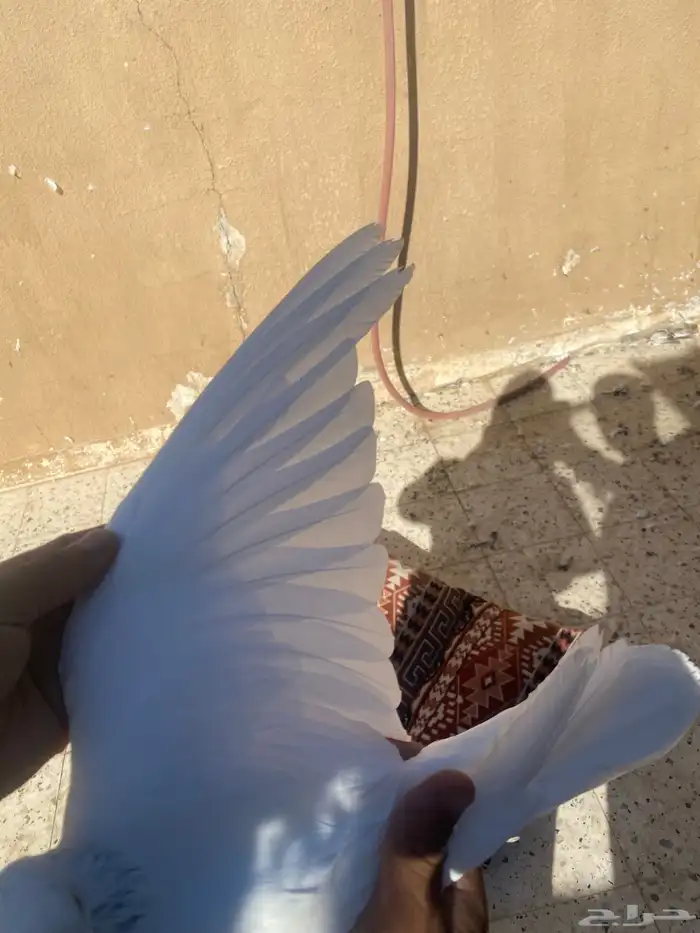 جوز رام حد 200وباقي الفرايد ع السوم 2