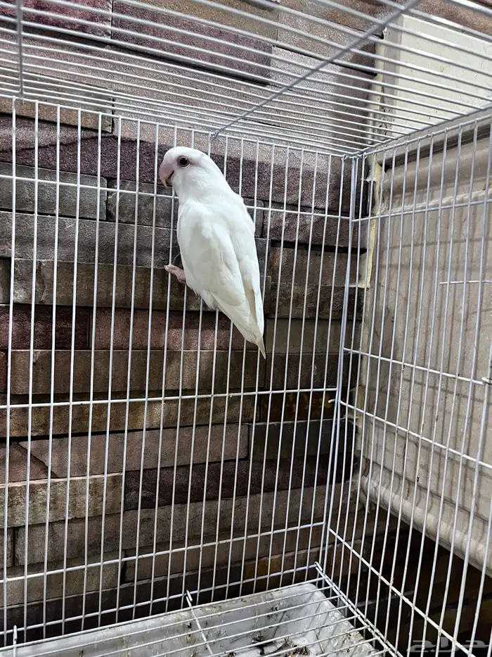 4 طيور كروان هولندية وطير روز 0