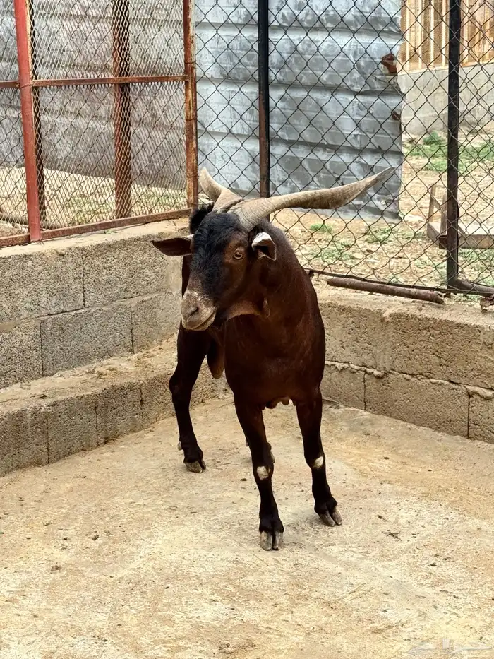 تيس فحل ادبس 1