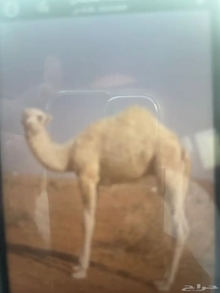 قعود لباني شحم حليب برسيم وشعير 0