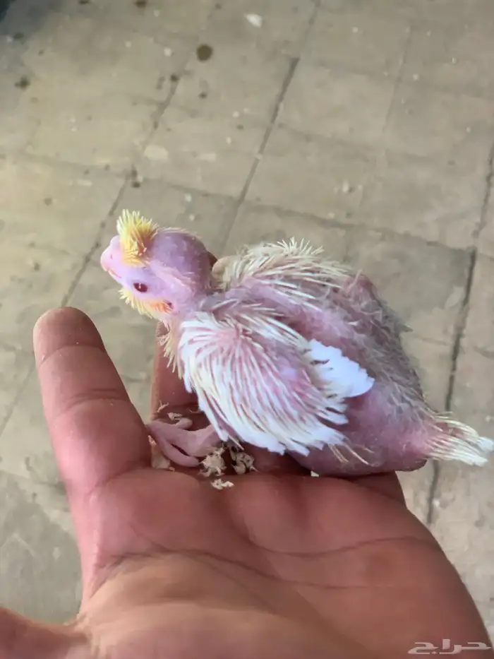 فروخ كروان لاتينو عيون احمر 1