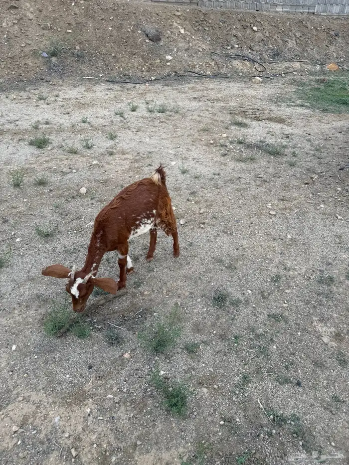 2 عنقان وتيس 8
