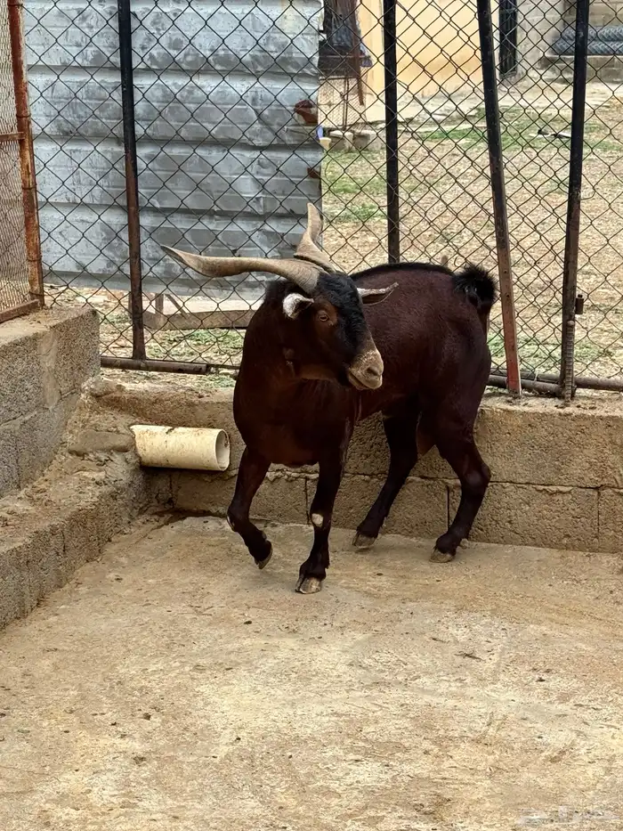 تيس فحل ادبس 0