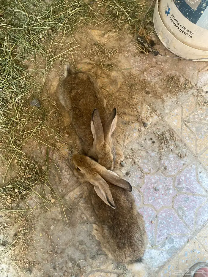 ارانب ذكر وثنتين اناثي 2