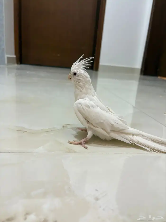 للبيع كروان ألبينو عيون حمراء مدرب واليف 0