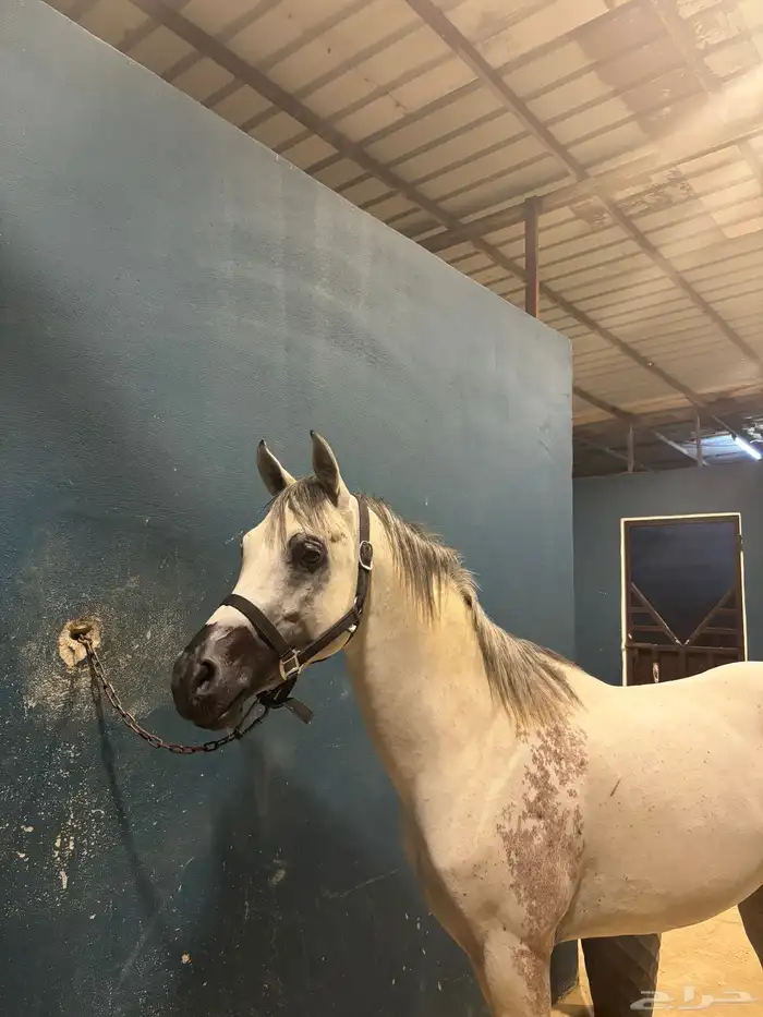 الخيل شعبي شيخخ 0