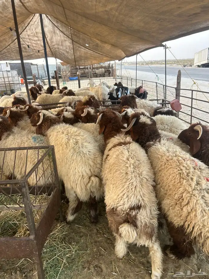 نعيم وحريات وتيوس مناسبات وثلاجه كفو وحلال نظيف 6