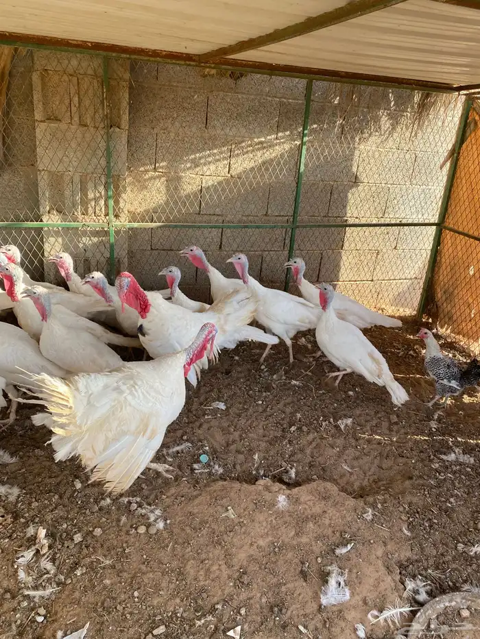 عروض على طيور منوعه 5