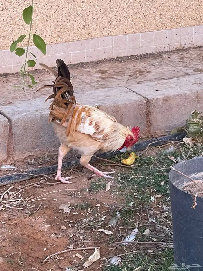 ديك للبيع 2