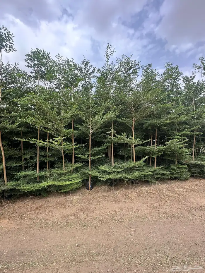 اشجار النيم واللبخ واللوز البجلي (ارتفاع 5 متر واكثر  نجران 17