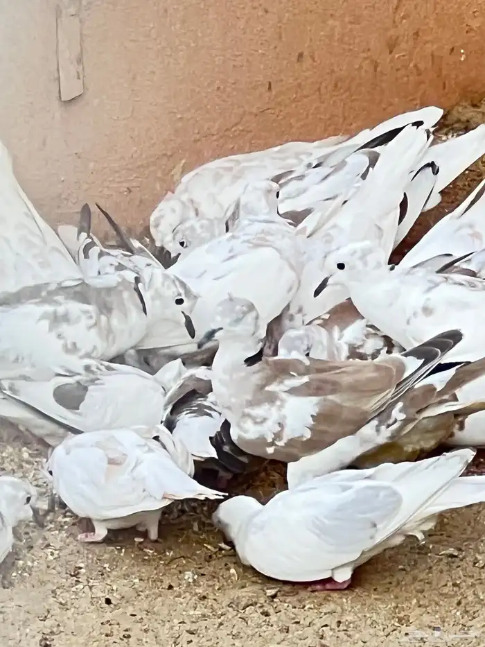 بيشة قماري للبيع 4