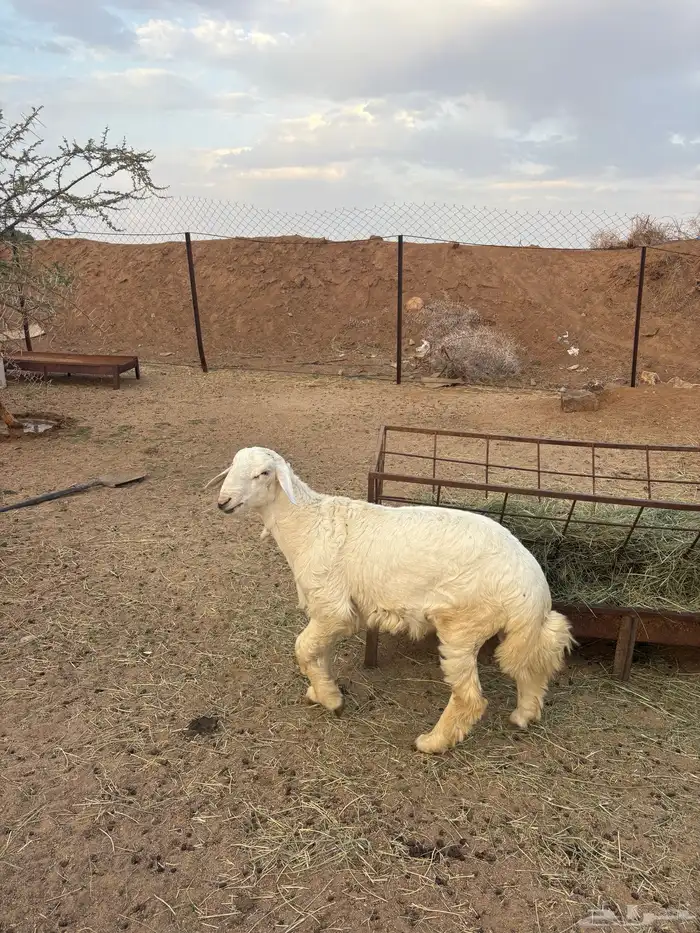 خروف كفو كفو 0