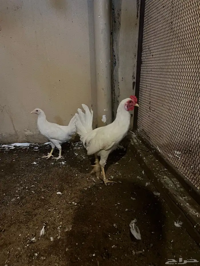 طقم جميد اببض ص  عربي 1