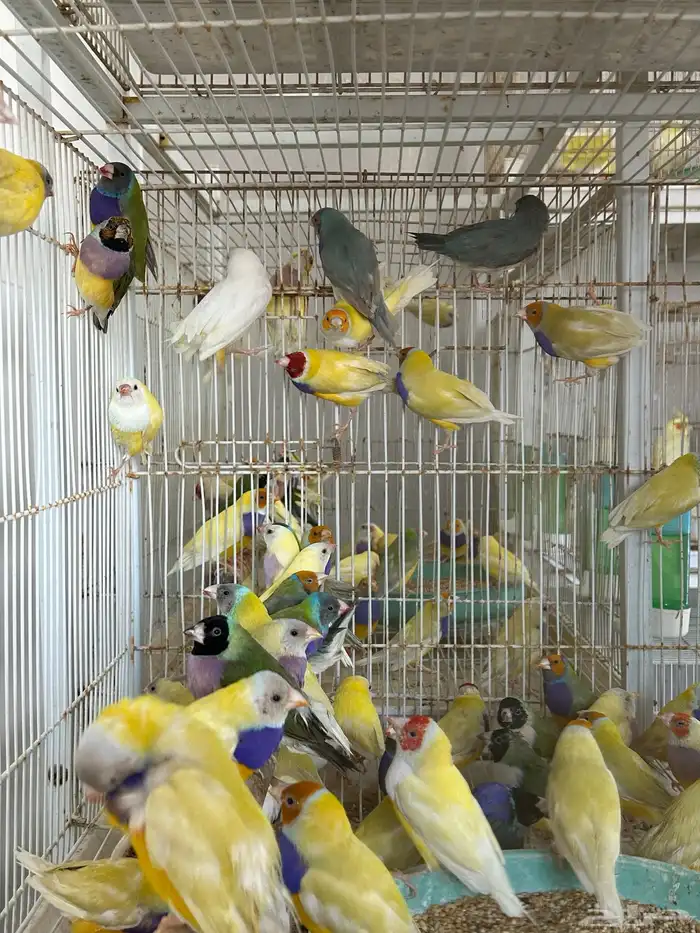 عرض ازوج قولدن فينش جمله قطاعي 2