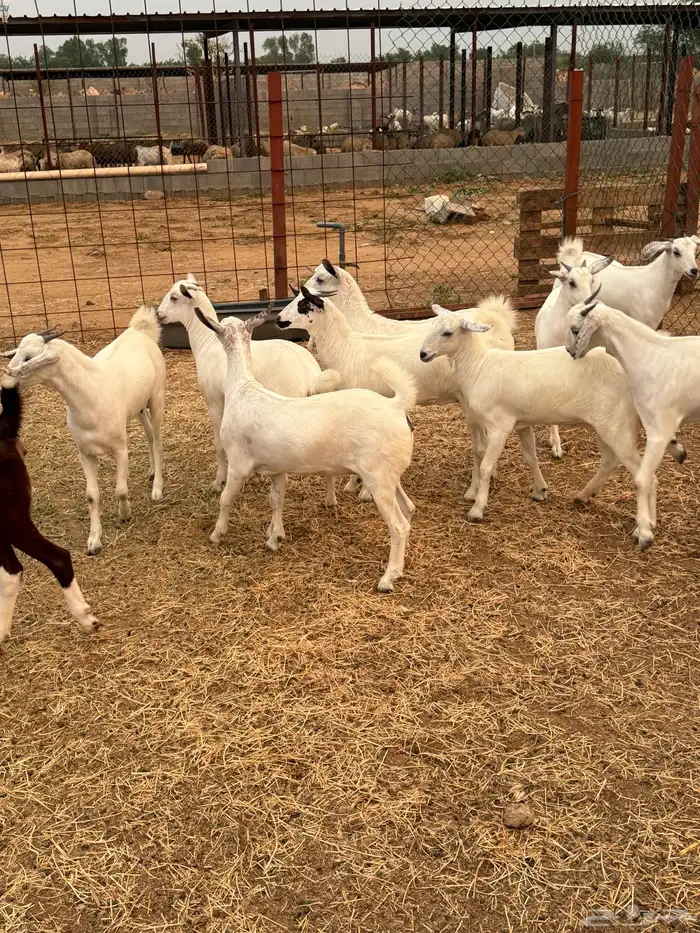 جفار بيشيات صنف 1