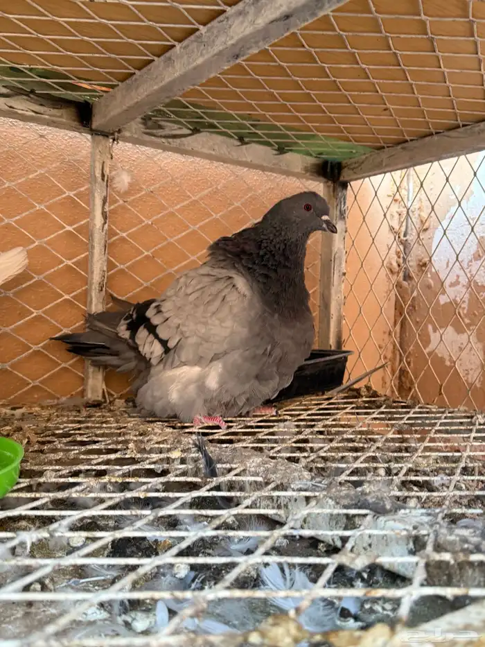 نوادر الحمام 7