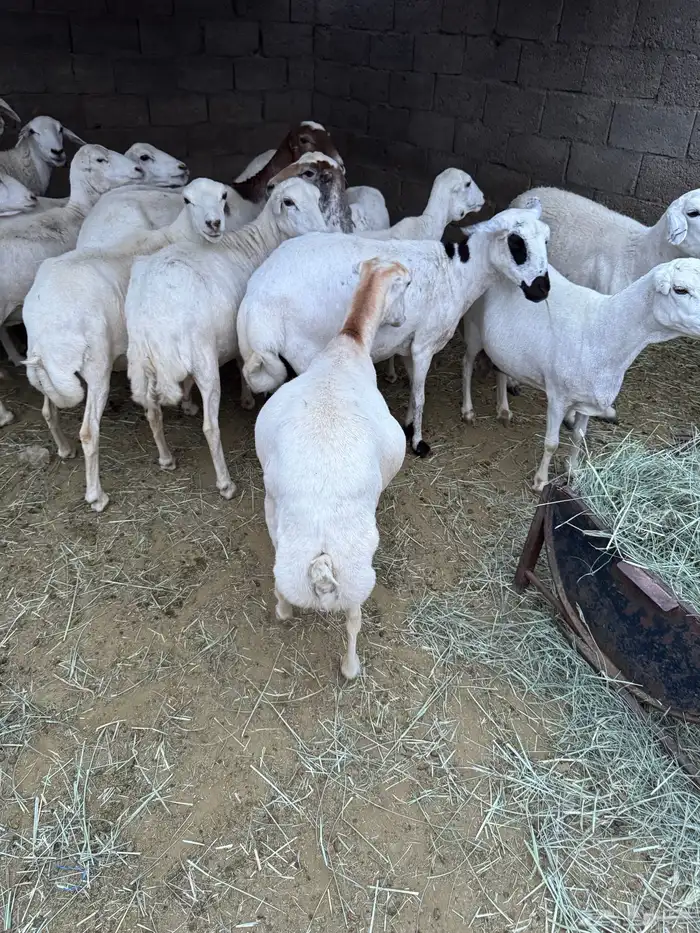 غنم للبيع 11