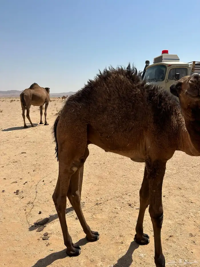 قعود للبيع 0