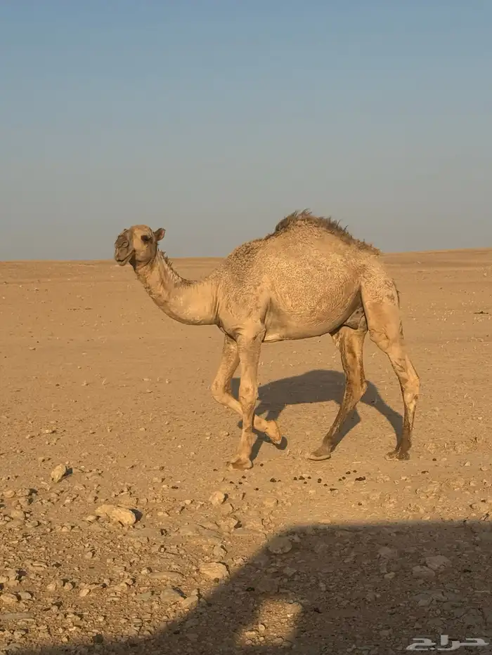 قعود 1