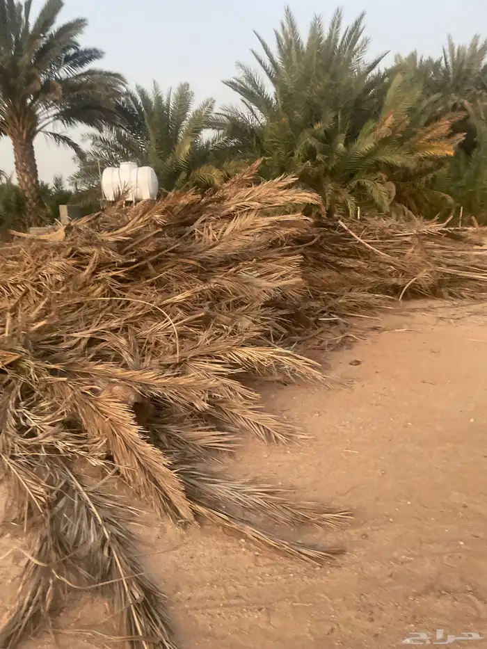 جريد 2