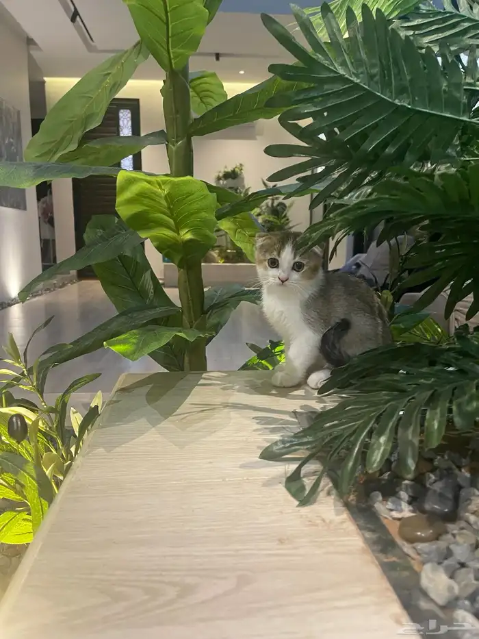 سكوتش ذكر بيور ( تم البيع) 2