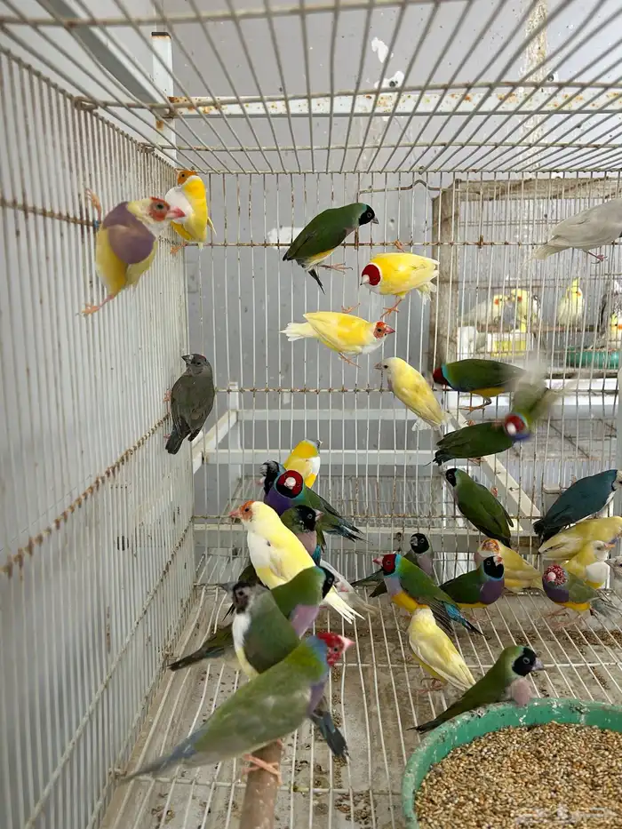 عرض ازوج قولدن فينش جمله قطاعي 5