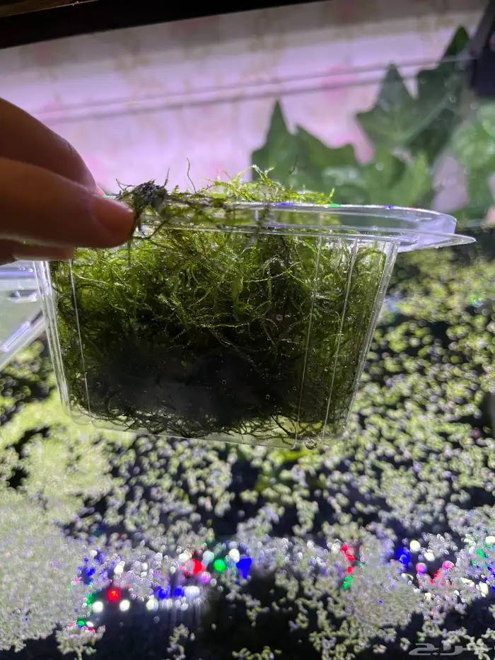 جافا موس نبات حوض سمك. Java moss 1