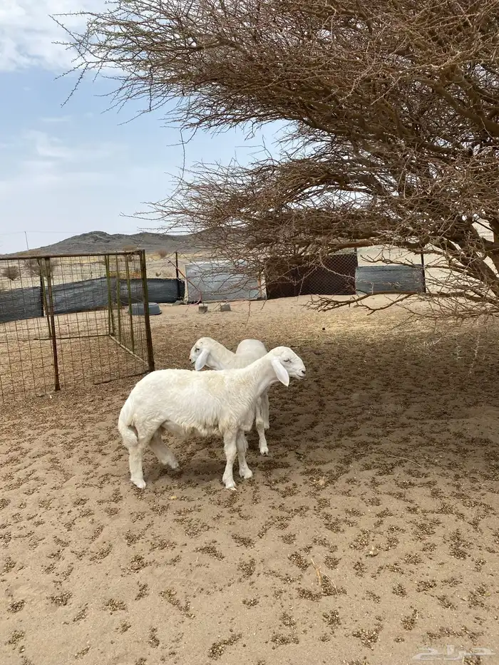 خرفان جبره ذبايح 0