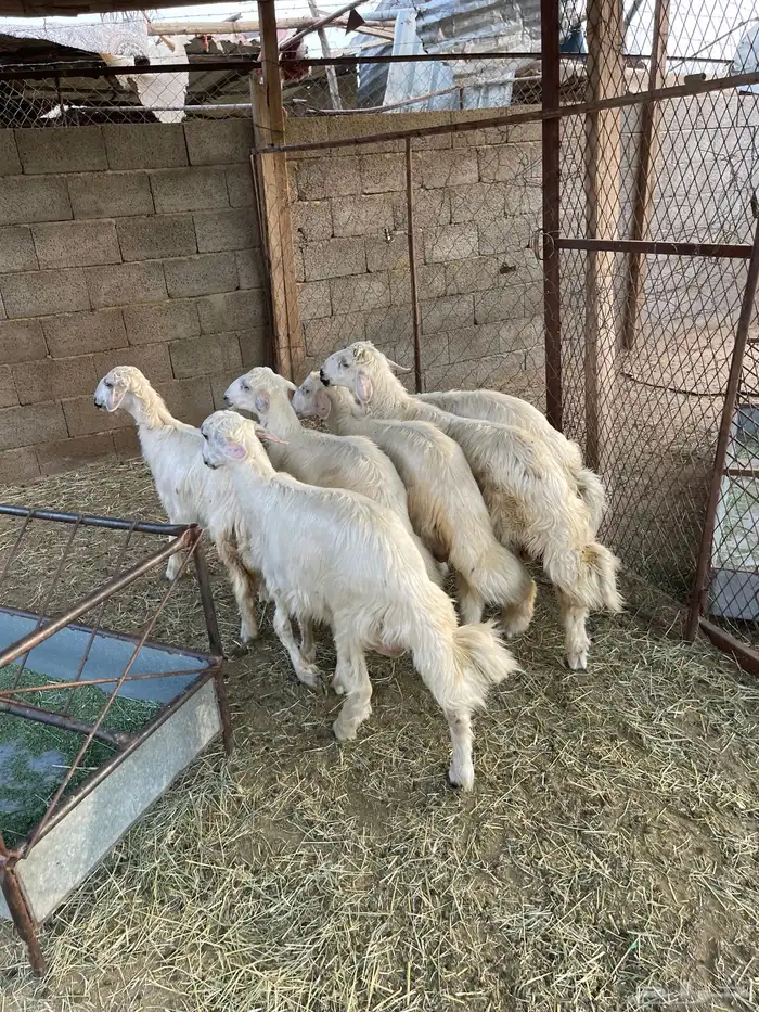 خرفان صفر نجران بلديات 2