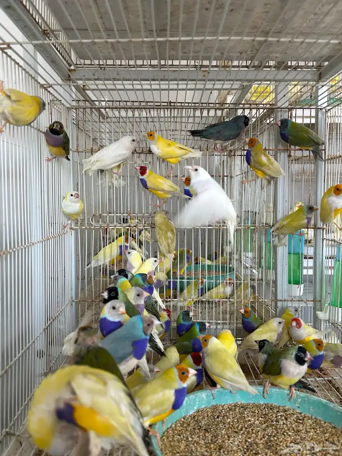 عرض ازوج قولدن فينش جمله قطاعي 4